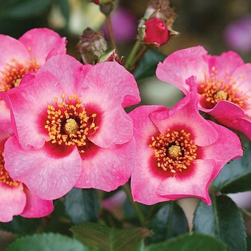 Rosa Bright as a Button - rosa - floribundarosen